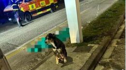 Il cane veglia sul padrone morto per strada