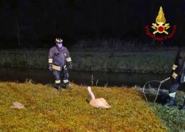 Cigno reale salvato dai pompieri