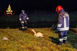 I pompieri salvano un cigno reale