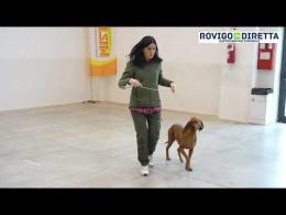 Il Censer rodigino ospita il 44esimo campionato sociale di cani “su lepre”