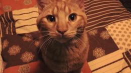 Oggi è la festa nazionale del Gatto