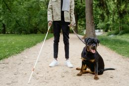 Musica per regalare un cane guida