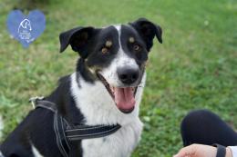 Fefè, Carl, Elvis e altri ancora attendono una casa per la vita