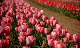Benvenuta primavera: Tulipani Euganei si prepara per la Fioritura 2024!