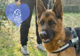 Wayne, Bogart, Clavis e altri ancora attendono una casa per la vita