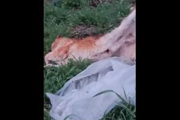 Cane chiuso in un sacco di plastica e lanciato via