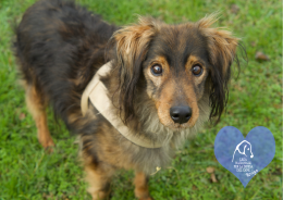 Altri 10 splendidi cuccioloni attendono una casa per la vita