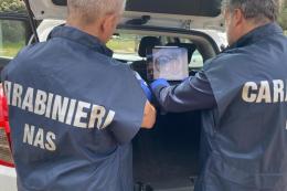 Peste Suina, carne infetta in un negozio etnico