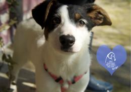 Altri 10 splendidi cuccioloni attendono una casa per la vita