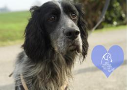 Altri 10 amici a 4 zampe  attendono una famiglia per la vita