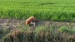 Uccide un cane per strada e lo confessa
