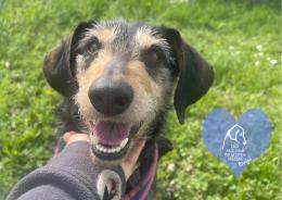 Altri 10 amici a 4 zampe  attendono una famiglia per la vita