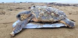 Salvata dai biologi la tartaruga Caretta Caretta