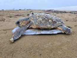Due tartarughe marine salvate sulla spiaggia in un'operazione di soccorso senza precedenti