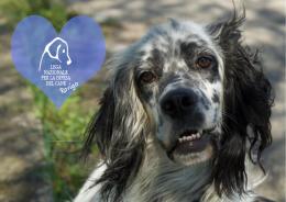 Oscar, Lampo, Bogart e tanti altri ancora  attendono una famiglia per la vita