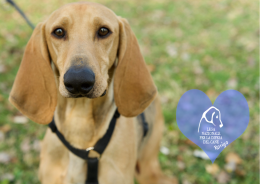 Dieci splendidi amici in cerca una famiglia per la vita