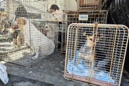 "Accumulava" cani e gatti: scatta il sequestro