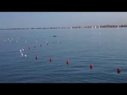 Delfini al tramonto uno spettacolo solo per chioggiotti
