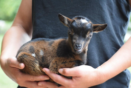 Rubate le caprette dei bimbi