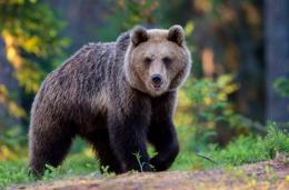 Gli attraversa la strada un orso