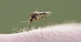 Febbre Dengue, un contagio a Padova
