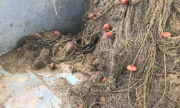 Mucillagine, chiesto lo stato di calamità naturale