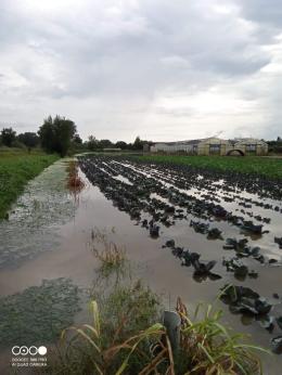 “Il nostro radicchio è finito sott’acqua”