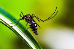 La Dengue spaventa la bassa