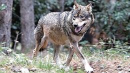 Lupo sbrana un cagnolino sul Montello