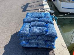 Maxi sequestro  di 27 quintali di vongole