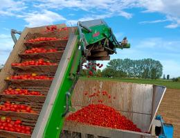 Pomodoro : Una stagione estiva tra successi ed incertezze