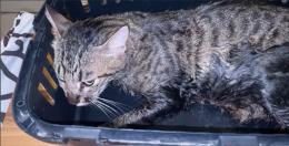 Le massacra il gatto per gelosia, arrivano Le Iene