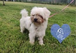 Dieci pelosi aspettano una famiglia per la vita