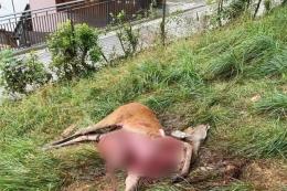 Due cervi sbranati dai lupi in centro