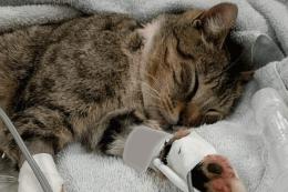 "In paese c'è chi spara ai gatti"