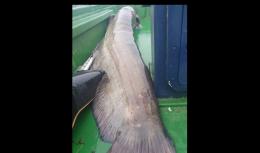 Preso il gigante del Po: quasi 3 metri