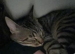 Morto il gatto massacrato "per gelosia"