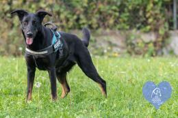 Dieci amici a quattro zampe aspettano una famiglia