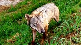 Catturata la lupa del Piave: sta bene