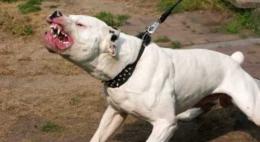Cani liberi aggrediscono tutti: terrore e un ferito