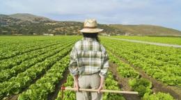 Tirocinio retribuito in agricoltura, selezioni al via