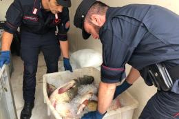 Beccati i predoni dei fiumi