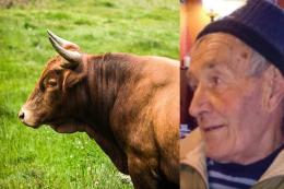 Travolto e ucciso dal toro: aveva 88 anni