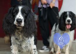 Dieci pelosi aspettano una famiglia per la vita