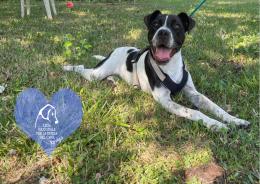 Adozioni, ancora tanti pelosi aspettano una famiglia per la vita