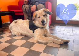 Adozioni, ancora tanti pelosi aspettano una famiglia per la vita