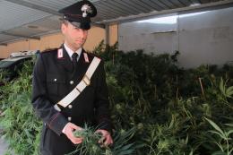 Preso con mezzo milione di euro in marijuana