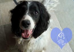 Adozioni, ancora tanti pelosi aspettano una famiglia per la vita