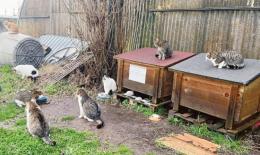 Gatti sequestrati, finalmente pace