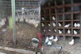 130 volatili maltrattati, scatta l'appello per salvarli